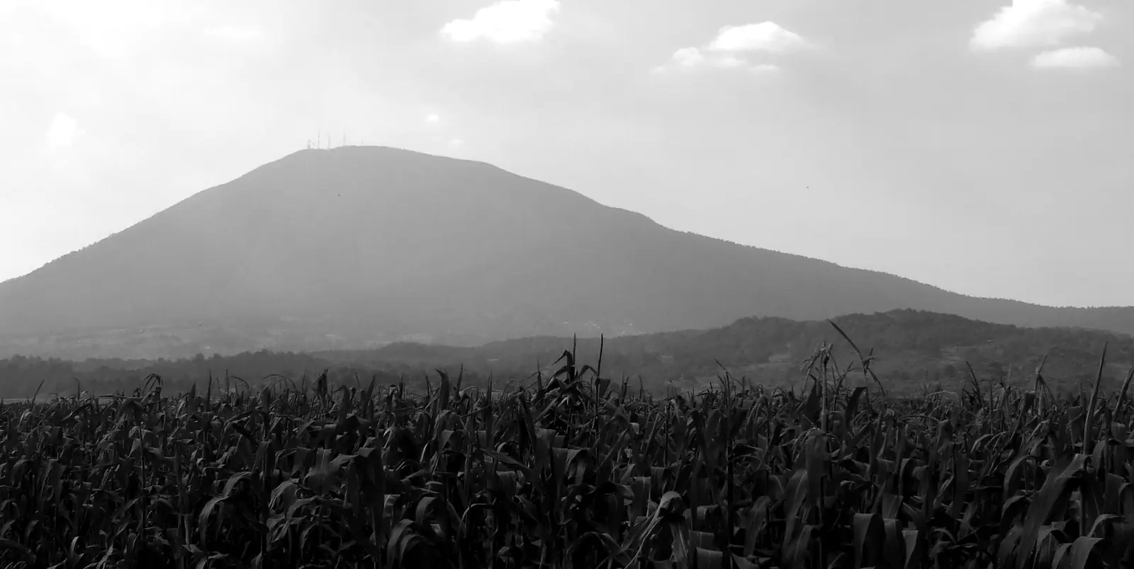 Un campo de maíz en pie y, al fondo, el volcán Jocotitlán.